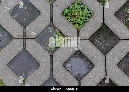 Textur, Beton asphalt Zellen in einem umweltfreundlichen Stadt Parkplatz Parkplatz mit natürlicher frische grüne Gras nach regen Stockfoto
