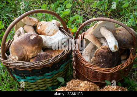 Zwei volle Körbe mit essbaren Pilzen. Stockfoto