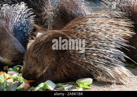 Cape porcupine isst Gemüse (Hystrix africaeaustralis) Stockfoto