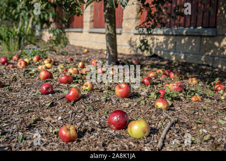 Rote Äpfel vom Baum fiel auf dem Boden im Garten Stockfoto