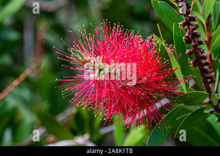 Leuchtend rote pohutukawa Blume close-up auf der Insel Madeira. Stockfoto