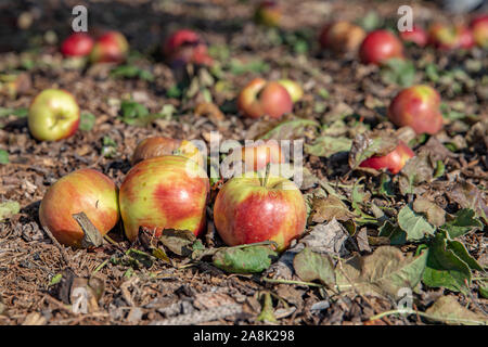 Rote Äpfel vom Baum fiel auf dem Boden im Garten Stockfoto