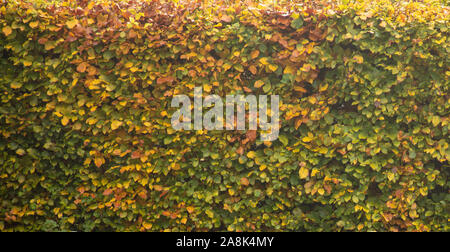 Blätter von Buche Hedge gesehen ändern Farbe auf einem Herbst Tag im November in London, England, UK. Stockfoto