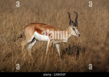 Ein einsamer Springbock (Antidorcas marsupialis) in Südafrika Stockfoto