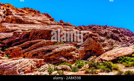 Die gefrorenen Lava - wie rote Felsen entlang der Kaliko Wanderweg in der Red Rock Canyon National Conservation Area in der Nähe von Las Vegas, Nevada, United States Stockfoto