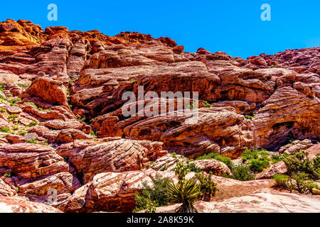 Die gefrorenen Lava - wie rote Felsen entlang der Kaliko Wanderweg in der Red Rock Canyon National Conservation Area in der Nähe von Las Vegas, Nevada, United States Stockfoto