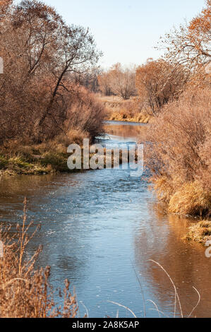 Starke Wachstum an den Ufern des Cache La Poudre Fluß Stockfoto