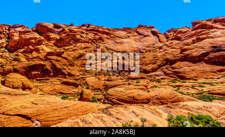 Die gefrorenen Lava - wie rote Felsen entlang der Kaliko Wanderweg in der Red Rock Canyon National Conservation Area in der Nähe von Las Vegas, Nevada, United States Stockfoto