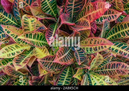 Croton Codiaeum variegatum oder bunte Blätter von oben gesehen. Stockfoto