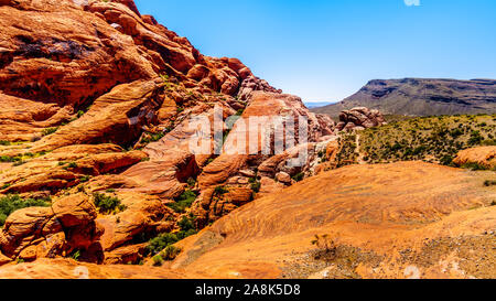 Die gefrorenen Lava - wie rote Felsen entlang der Kaliko Wanderweg in der Red Rock Canyon National Conservation Area in der Nähe von Las Vegas, Nevada, United States Stockfoto