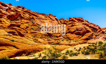 Die gefrorenen Lava - wie rote Felsen entlang der Kaliko Wanderweg in der Red Rock Canyon National Conservation Area in der Nähe von Las Vegas, Nevada, United States Stockfoto