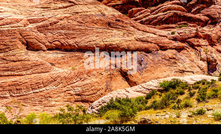 Die gefrorenen Lava - wie rote Felsen entlang der Kaliko Wanderweg in der Red Rock Canyon National Conservation Area in der Nähe von Las Vegas, Nevada, United States Stockfoto