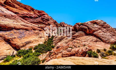 Die gefrorenen Lava - wie rote Felsen entlang der Kaliko Wanderweg in der Red Rock Canyon National Conservation Area in der Nähe von Las Vegas, Nevada, United States Stockfoto