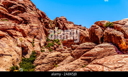 Die gefrorenen Lava - wie rote Felsen entlang der Kaliko Wanderweg in der Red Rock Canyon National Conservation Area in der Nähe von Las Vegas, Nevada, United States Stockfoto