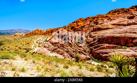 Die gefrorenen Lava - wie rote Felsen entlang der Kaliko Wanderweg in der Red Rock Canyon National Conservation Area in der Nähe von Las Vegas, Nevada, United States Stockfoto