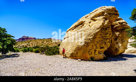 Ältere Frau, die von einem riesigen gelben Sandsteinfelsen im Sandsteinbruch Trail im Red Rock Canyon National Conservation Area in der Nähe von Las Vegas, NV Stockfoto