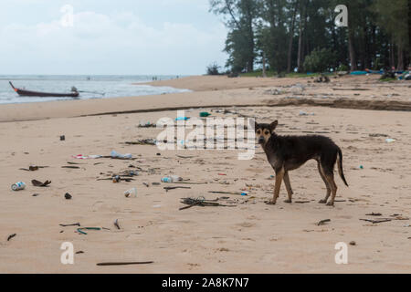 Wilde Hunde am Strand/Wald der Sirinat National Park in Phuket, Thailand. Stockfoto