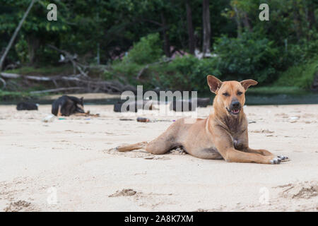 Wilde Hunde am Strand/Wald der Sirinat National Park in Phuket, Thailand. Stockfoto