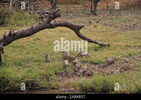 Zebra Mungos in Chobe National Park Stockfoto