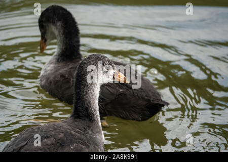 Junge eurasischen Blässhühner im Teich im Frühling Stockfoto