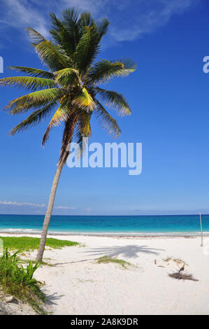 Schiefe Palme mit Kokosnüssen auf der karibischen Strand in Tulum, Quintana Roo, Yucatan, Mexiko, Nordamerika. Stockfoto