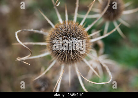 Karde Obst im Herbst Stockfoto