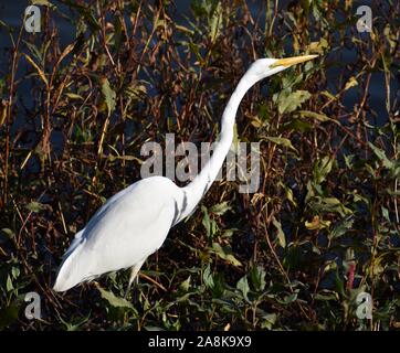 Ein silberreiher (Ardea alba) watet durch das Wasser Pflanzen am Rand von Struve Slough, in Watsonville, Kalifornien. Stockfoto