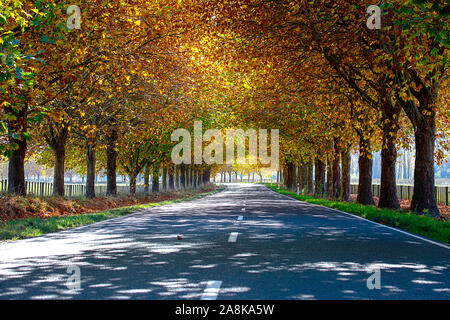 Fahrt auf der Autobahn durch eine Allee von Eichen mit atemberaubenden Farben im Herbst Stockfoto