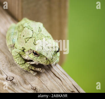 Ein grauer Baumfrosch, der auf einer Holztraverse sitzt. Stockfoto