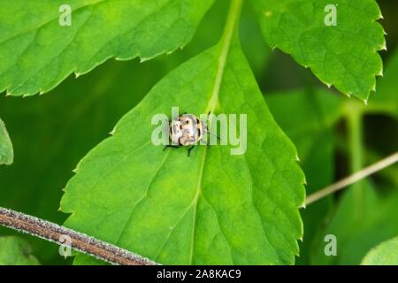 Zweimal erstochen Stinken Bug Nymphe auf Blatt Stockfoto