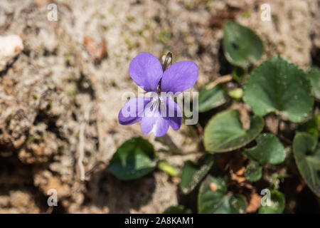 Violette Blumen in voller Blüte im Frühling Stockfoto