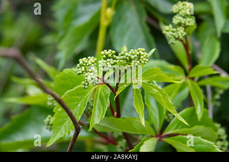 Virginia Creeper Knospen im Frühling Stockfoto