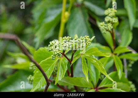 Virginia Creeper Knospen im Frühling Stockfoto