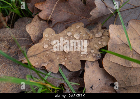 Wassertropfen auf Eichenblatt getrocknet Stockfoto