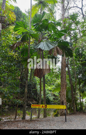 Baumfarne an Emmagen Creek auf dem Bloomfield Track, Cape Tribulation, feuchten Tropen, Far North Queensland, Queensland, FNQ, Australien Stockfoto