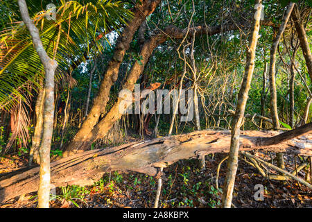 Kabelsalat der Reben im tropischen Regenwald, Cape Tribulation, feuchten Tropen, Far North Queensland, Queensland, FNQ, Australien Stockfoto