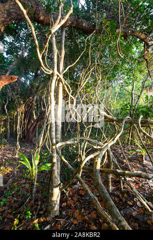 Kabelsalat der Reben im tropischen Regenwald, Cape Tribulation, feuchten Tropen, Far North Queensland, Queensland, FNQ, Australien Stockfoto