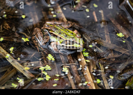 Wasser Frosch ruht im Teich im Frühling Stockfoto