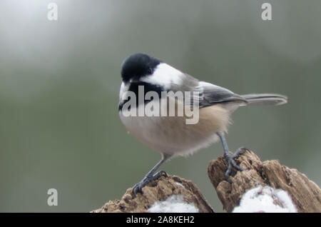 Black-capped chickadee (Poecile atricapillus) im Winter stehen auf einem Baumstumpf in Richtung Kamera schaut Stockfoto