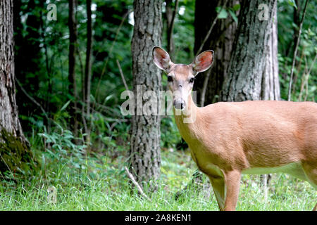 Weißwedelhirsche Doe im Sommer Stockfoto