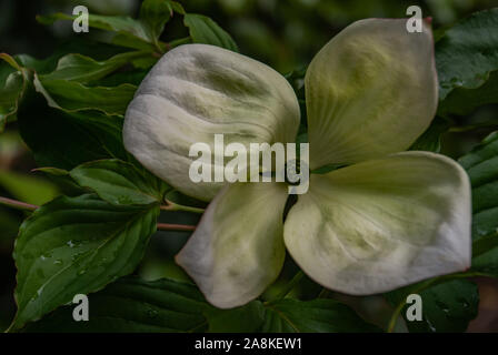 In der Nähe von wunderschönen Cornus X elwinortonii Venus. Blühende Hartriegel 'Venus' Hüllblätter im Frühsommer in voller Blüte in einem botanischen Garten gewachsen. Stockfoto