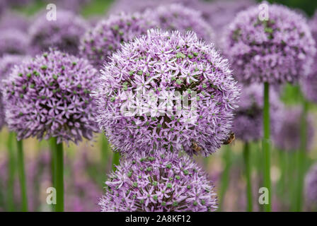 Sphärische lila allium Blumen. Im grünen Blatt hintergrund, Allium Gladiator ist ein spektakuläres riesigen Zwiebel voller Blüte in einem botanischen Garten gewachsen. Stockfoto