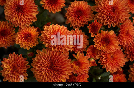 Nahaufnahme der orange Chrysantheme Blumen blühen Stockfoto