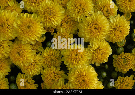 Nahaufnahme der gelbe Chrysantheme Blumen blühen Stockfoto
