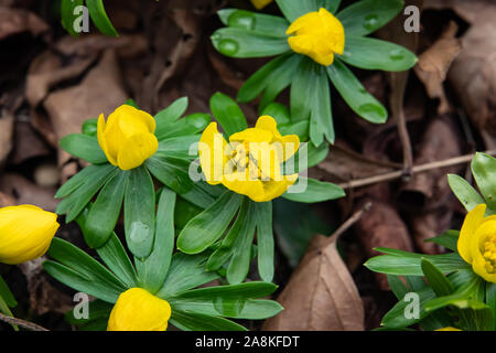 Camas Blumen in voller Blüte im Winter Stockfoto