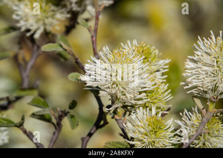 Hexe Erle Blumen in voller Blüte im Frühling Stockfoto