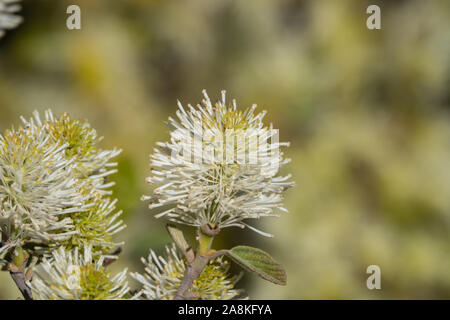 Hexe Erle Blumen in voller Blüte im Frühling Stockfoto