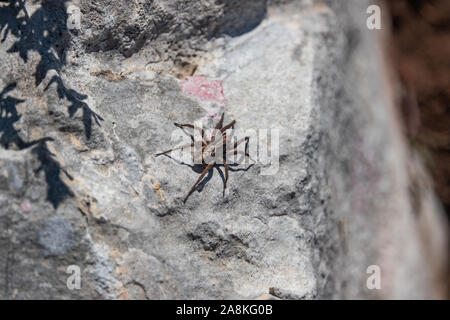 Wolf Spider auf Rock im Winter Stockfoto