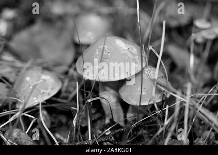 Pilze schwarzen und weißen Hintergrund 50 Megapixel Makro bearbeiten Stockfoto