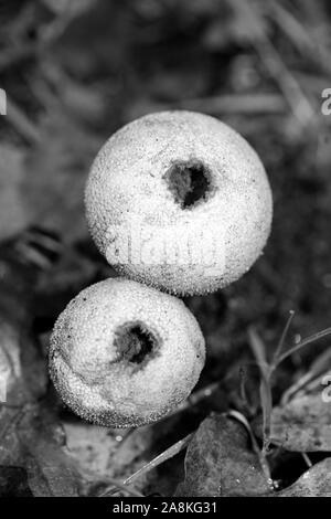 Pilze schwarzen und weißen Hintergrund 50 Megapixel Makro bearbeiten Stockfoto